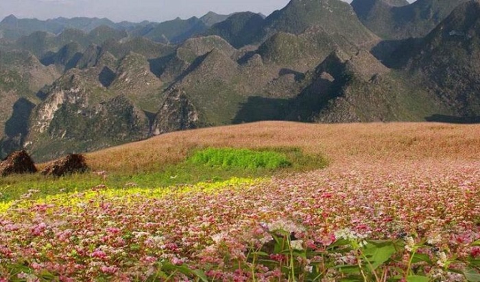 Ngắm hoa tam giác mạch chân đèo Mã Pì Lèng