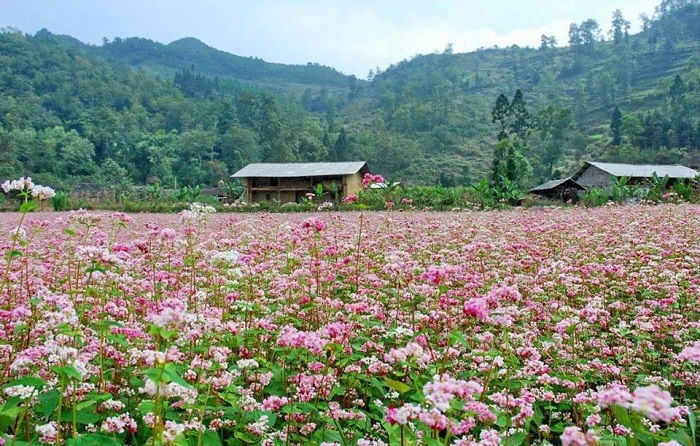 Ngắm hoa tam giác mạch phố Cao