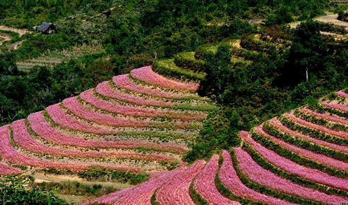 Lễ hội hoa tam giác mạch Hà Giang