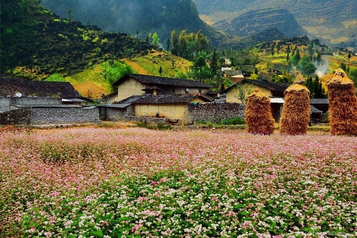 Ngắm hoa tam giác mạch thung lũng Sủng Là