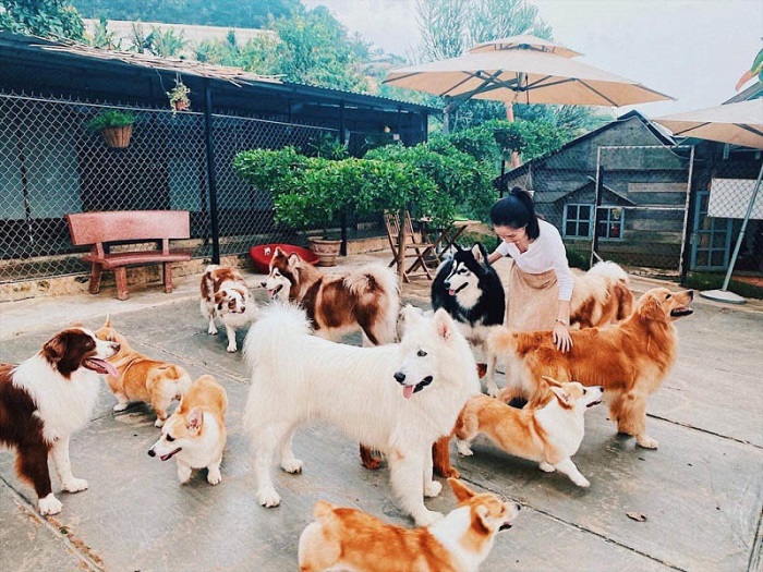 Trang trại cún Puppy Farm