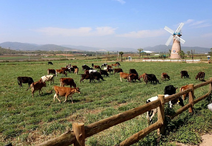 Đà Lạt Farm Milk