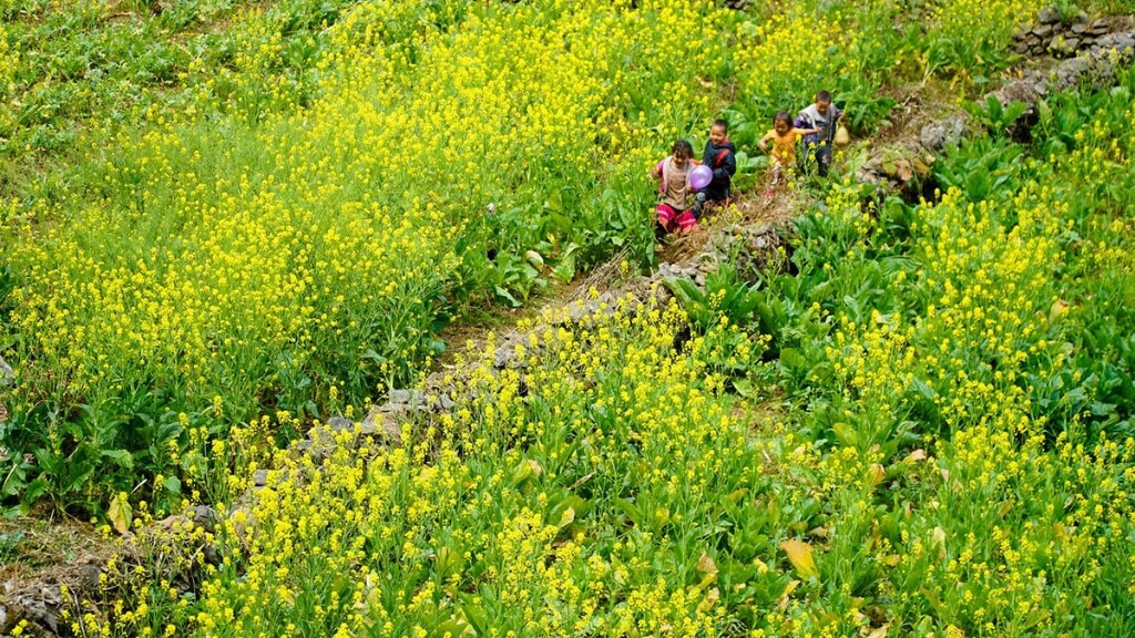 Hoa cải vàng Hà Giang tháng 1