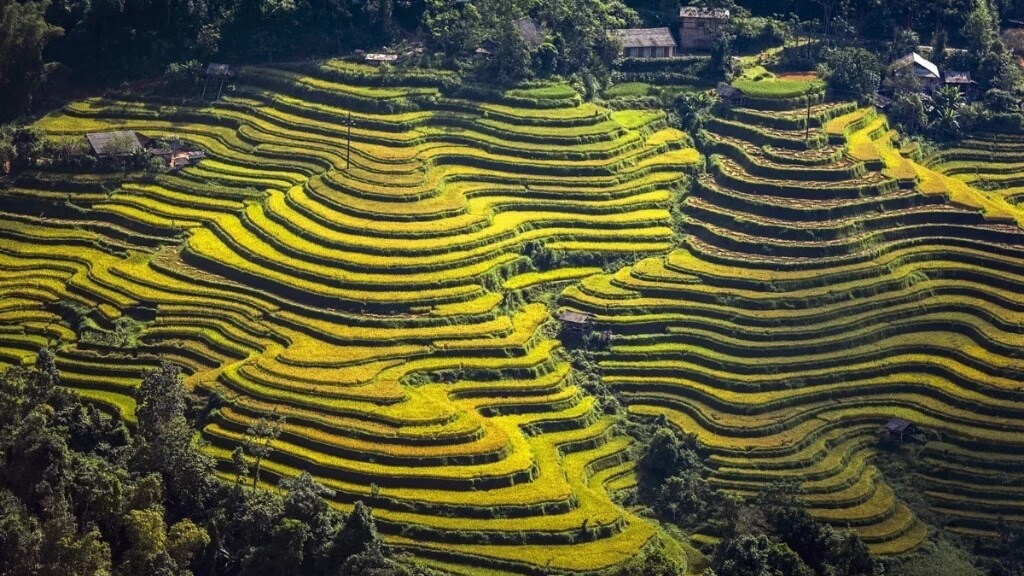 Ruộng bậc thang Hoàng Su Phì, Hà Giang