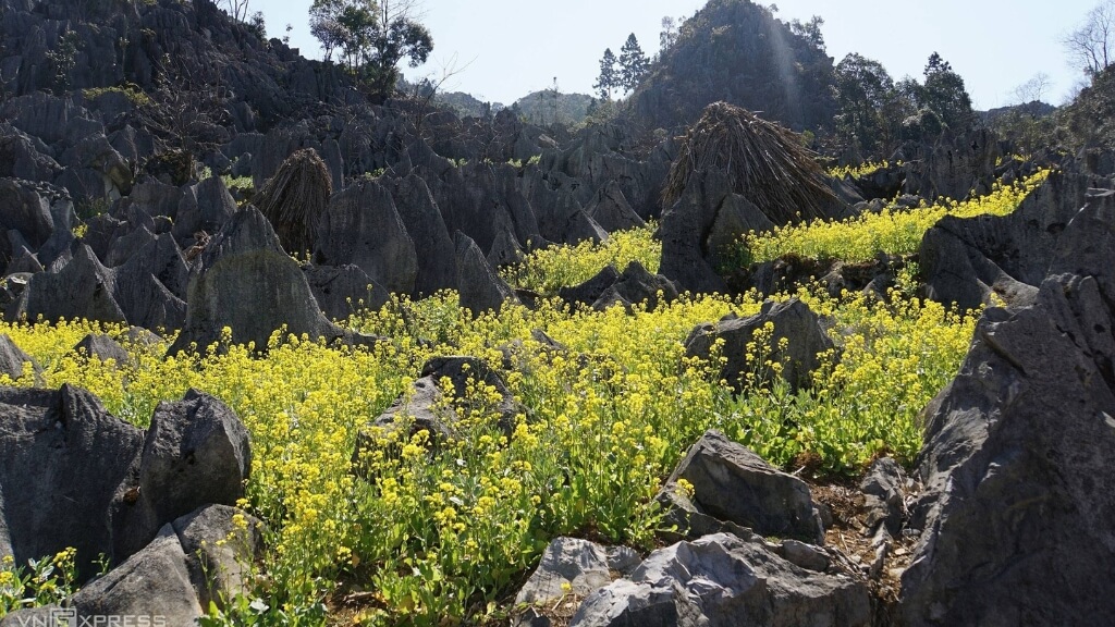 4 Mùa hoa đẹp nhất trên Hà Giang