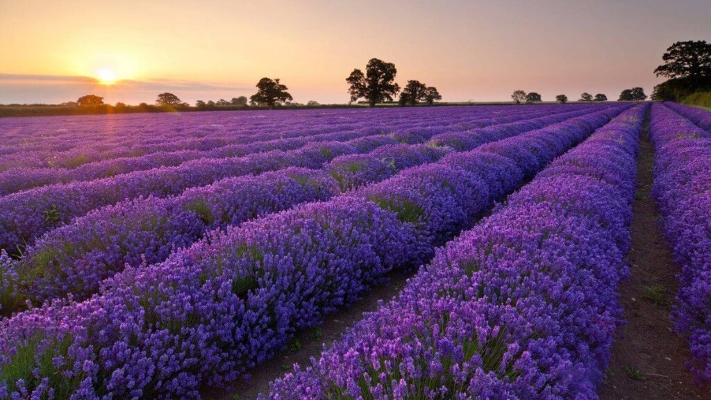 Toàn cảnh cánh đồng Lavender