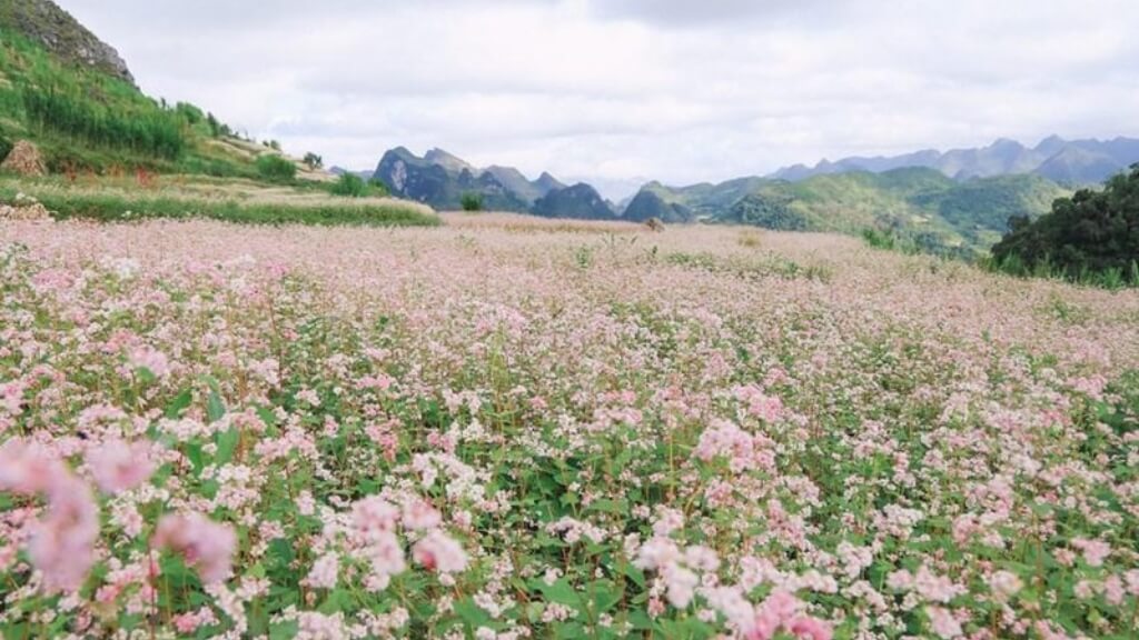 Hoa tam giác mạch tại Hà Giang tháng 10